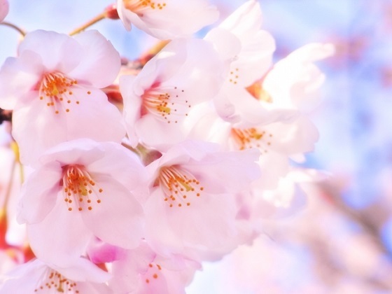 桜の花を撮影してコメント♪